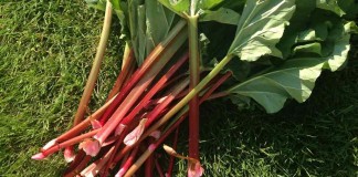 rhubarb stalks