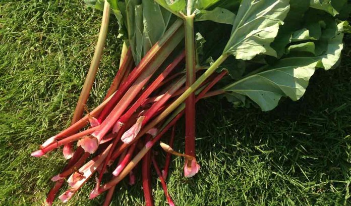 rhubarb stalks rhubarb stalks