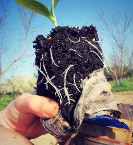 strong seedling