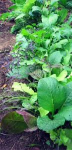 Asian greens