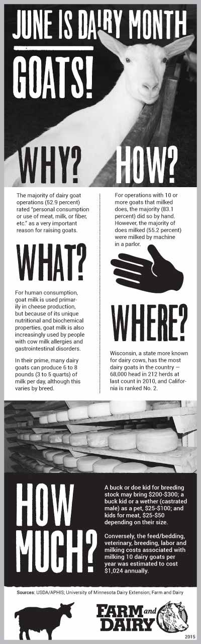 Dairy Goats infographic