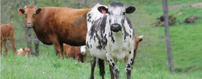 Glenn Family Farm cattle, beef, conservation