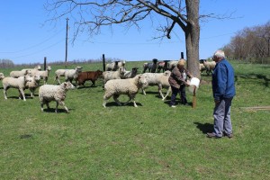 Leon Locke with sheep.