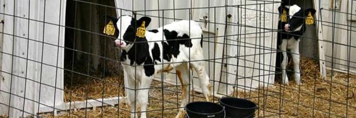 ManagingCalve.1200