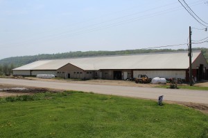 The cow barn at Spruce Row Farm.