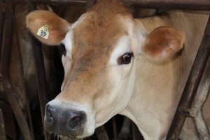 Peters cow head closeup
