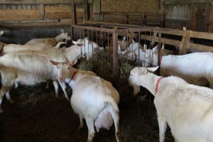 Turkeyfoot group goats