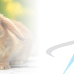 Veterinarysummit_Web-BG