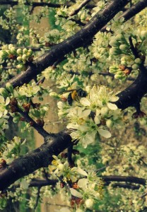 bee
