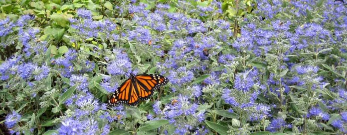 butterfly butterfly