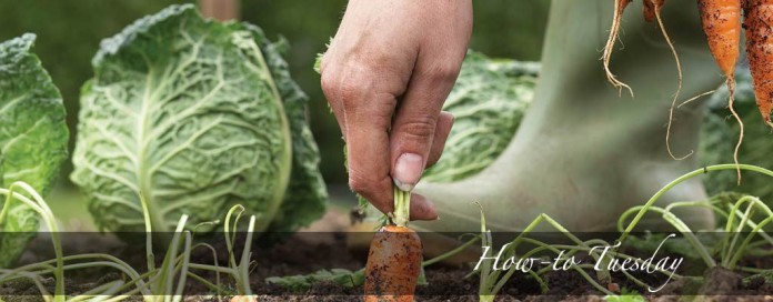 carrots and cabbage in garden carrots and cabbage in garden