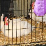 champion chickens.1200