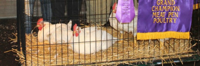 champion chickens.1200