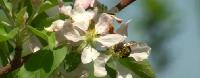cornell pollination