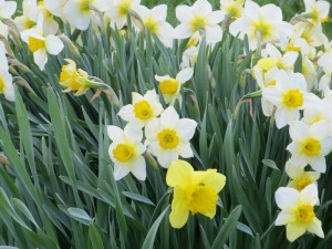 white and yellow daffodils