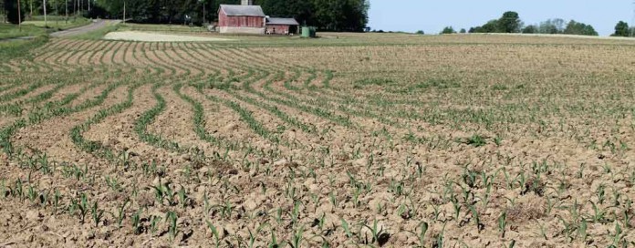 emergent corn emergent corn