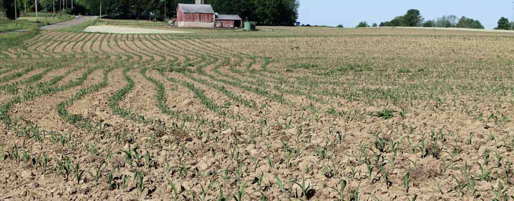 emergent corn