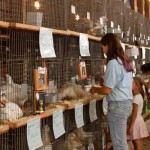 Poultry judging at Ohio State Fair