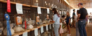 Poultry judging at Ohio State Fair