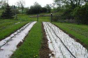 Broccoli and onions growing at Fichter Farm, Minerva, OH