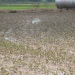 Flooded soybean field