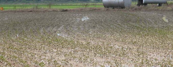 Flooded soybean field Flooded soybean field