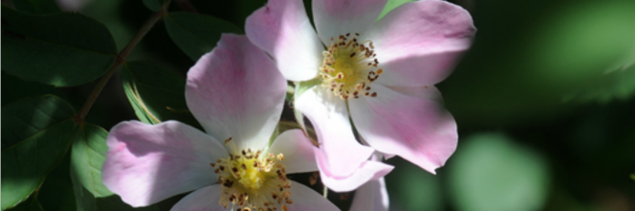 heirloom roses.1200