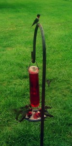hummingbird on feeder