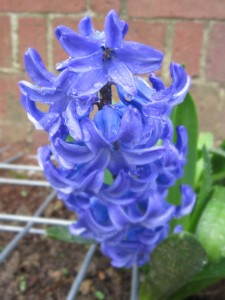 purple hyacinth