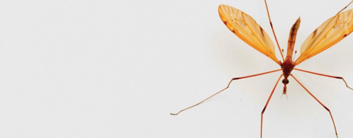 mosquito mosquito