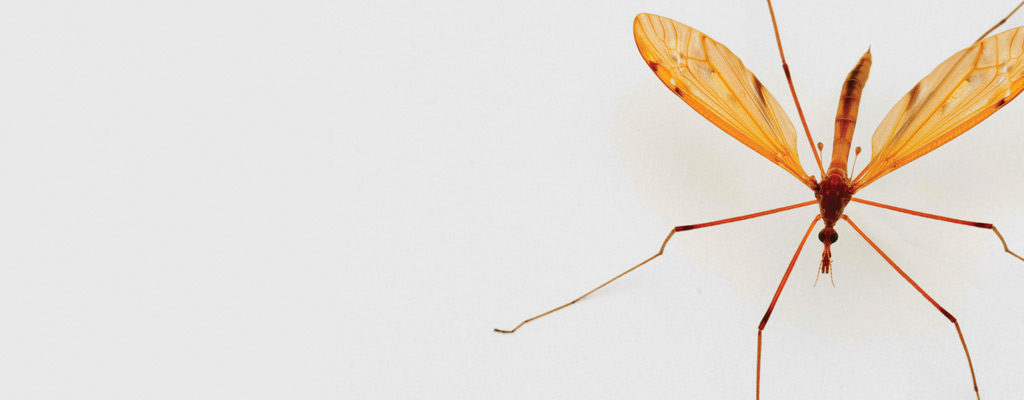 mosquito