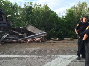 piglets 3