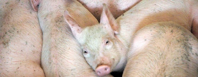 piglets piglets