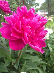 Pink Peonies