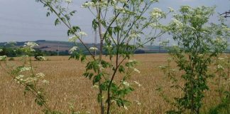 poison hemlock