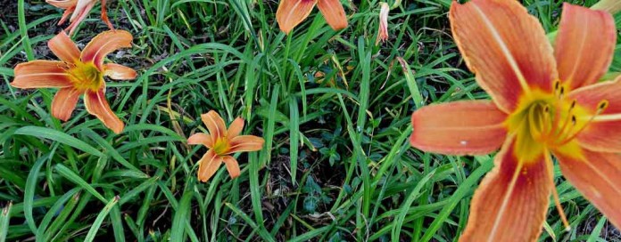 tiger lilies tiger lilies