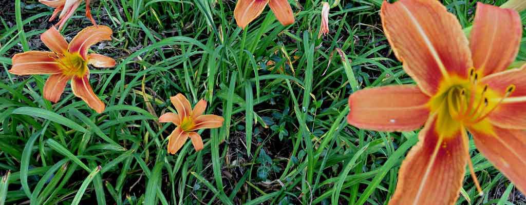 tiger lilies