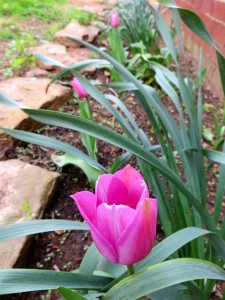 pink tulips
