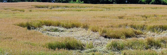 wheat damage.1200