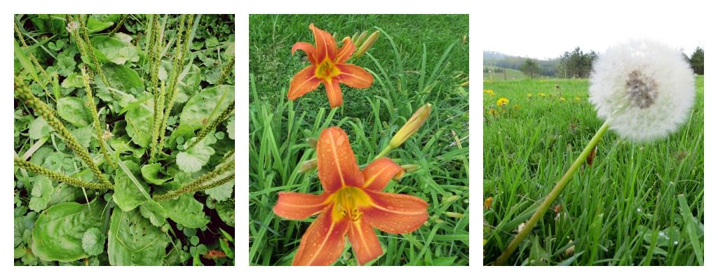 lily, plantain and dandelion