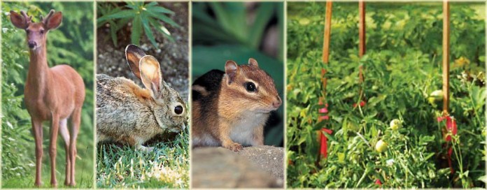 deer, rabbit and chipmunk deer, rabbit and chipmunk