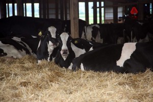 cows on bedding