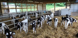 Calf barn