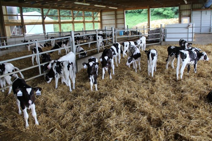 ODA calves Calf barn