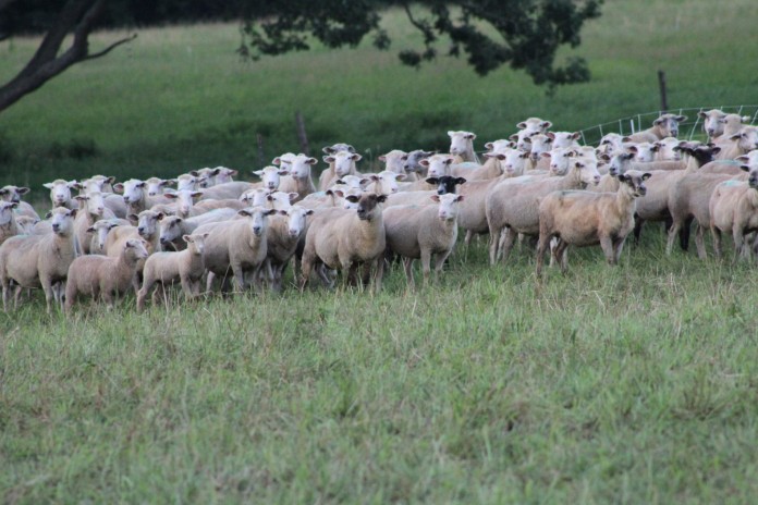 Sheep Sheep