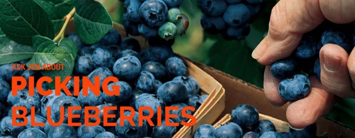 picking blueberries picking blueberries