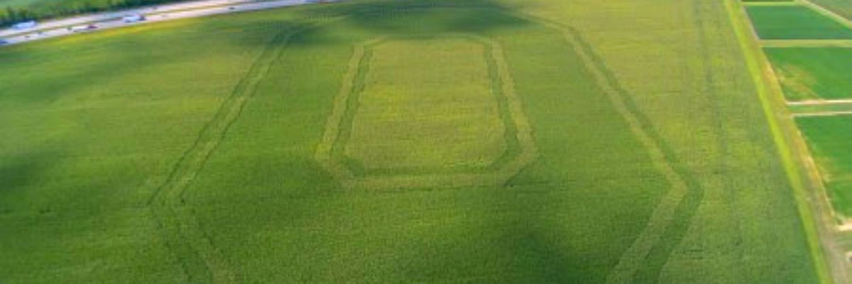 This cornfield bordering I-70 at The Ohio State University's Molly Caren Agricultural Center in London, Ohio, was planted with two hybrids of different maturity dates and tassel colors.