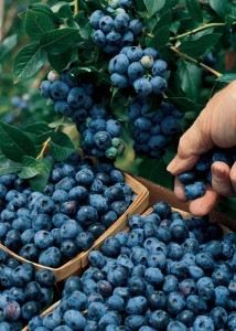 blueberry bush