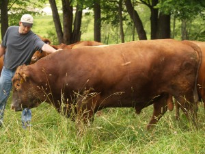 bull