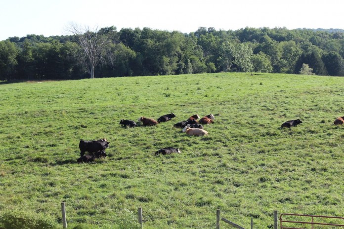 cattle on pasture cattle pasture